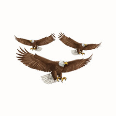 Three bald eagles flying with wings spread and talons visible on light background for wildlife or freedom concept