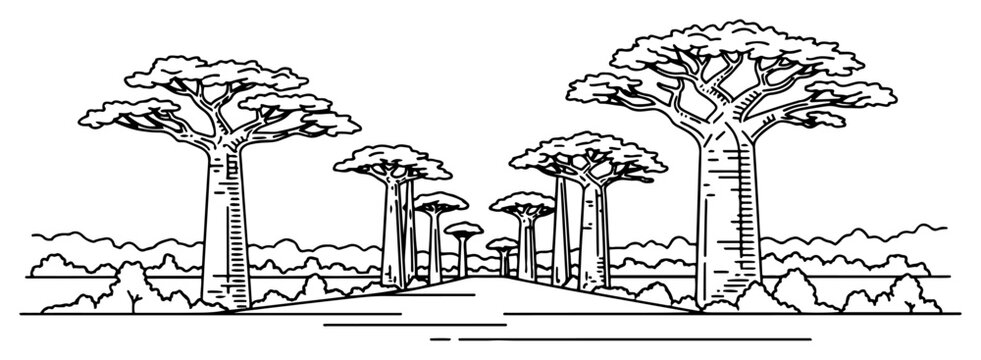 Avenue of the Baobabs in Madagascar. Continuous line drawing of African landscape. Vector illustration.