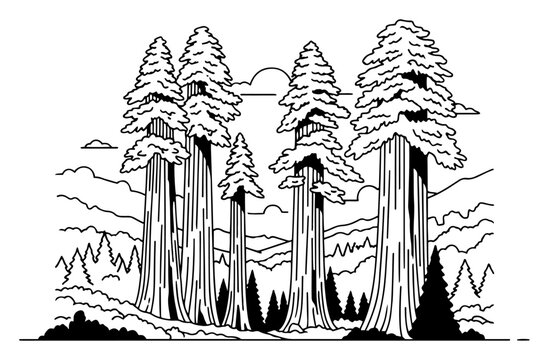 Giant sequoia trees forest landscape with tall trunks in black and white line art