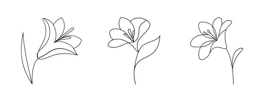 Delicate amaryllis flower line art drawings botanical floral sketch collection