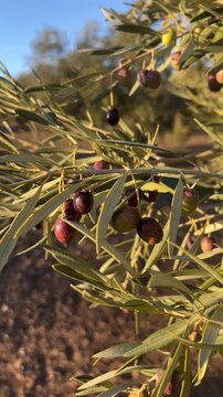 Close up view of an olive tree branch with ripening olives. The warm sunlight illuminates the green leaves and fruit in an olive grove