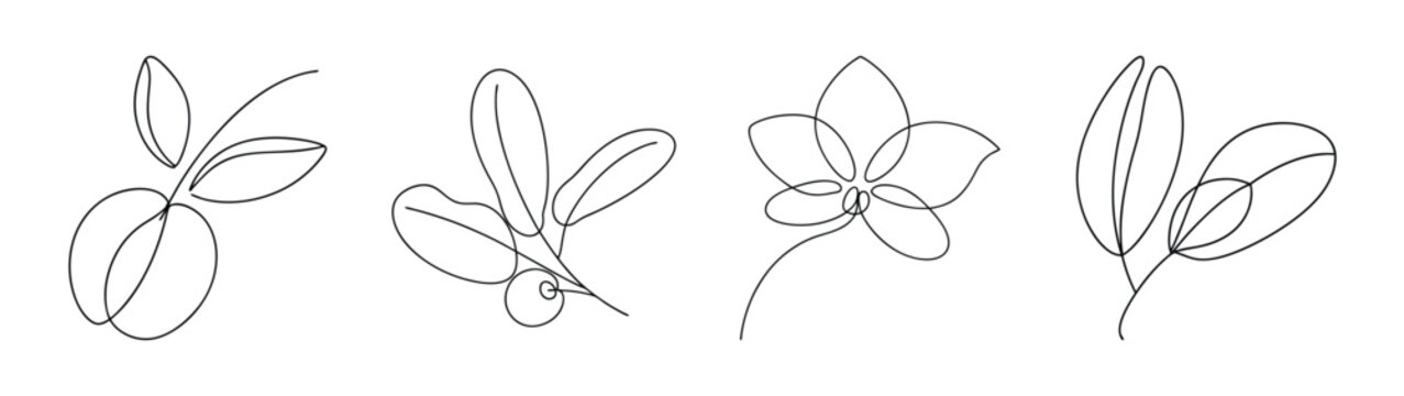 Elegant line drawings of sorrel plants showing leaves and fruiting bodies