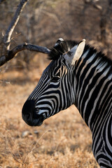 Naklejka premium Zebra standing in the open savanna landscape, surrounded by golden dry grass under natural sunlight.