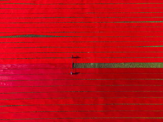 Aerial view of vibrant red fields intersected by narrow green strips, creating a striking contrast in the agricultural landscape, Narsingdi, Dhaka Division, Bangladesh.