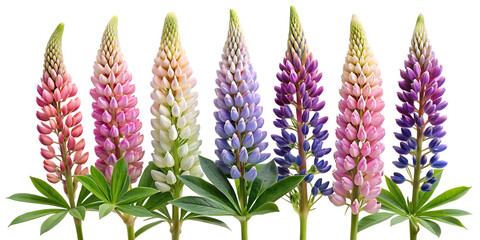A collection of vibrant lupine flower spikes against a stark black background
