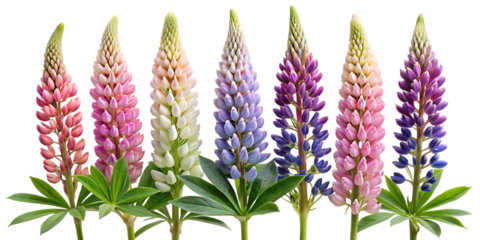 A collection of vibrant lupine flower spikes against a stark black background