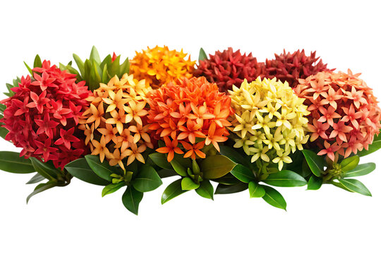 Colorful ixora blooms showcase a vibrant spectrum of red, orange, and yellow hues