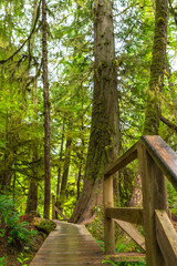 Wooden boardwalk winding through lush rainforest in ucluelet, british columbia