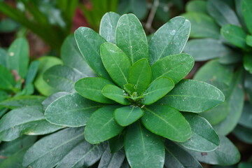 green plant leaves in park gardens. patterns in nature 