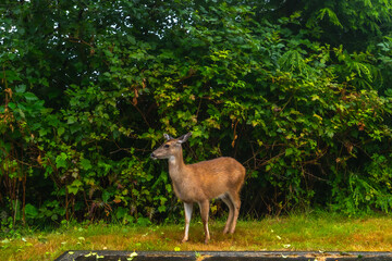 Young deer exploring lush green area in ucluelet, vancouver island