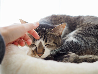 キャットタワーの上で撫でられる猫