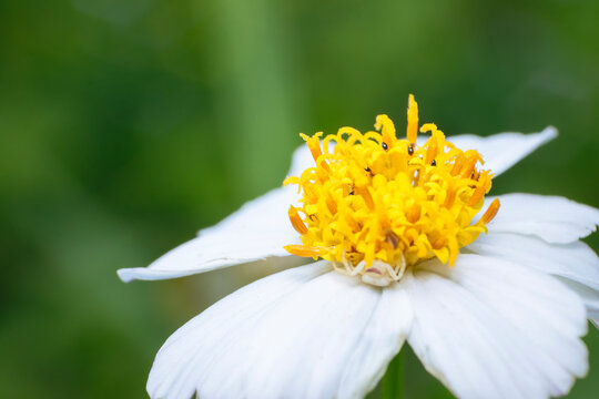 Macro shot of a white wildflower showing a small, pale crab spider camouflaged and waiting on the yellow center, ready to ambush pollinating insects. Soft green background bokeh.