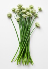 Fototapeta premium Fresh bunch of Chinese garlic chive stalks and delicate white flowers isolated on a pure white backdrop. Edible, aromatic herbs used widely in cooking ,bunch, studio shot, raw