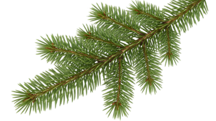 Fresh green fir branch with soft needles, natural holiday accent.
