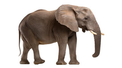 Fototapeta premium African Elephant Isolated