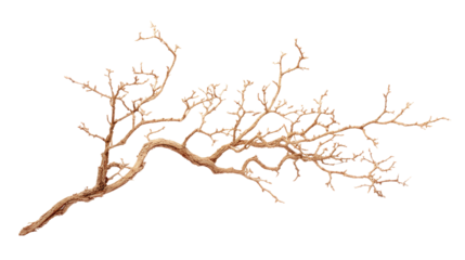 Bare Branch on Transparent Background