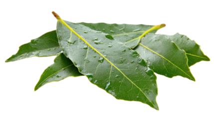 Bay Leaves with Water Droplets