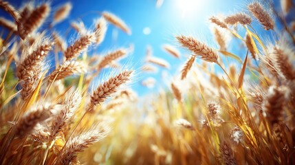 A field of wheat is in full bloom, with the sun shining brightly on the golden stalks. Concept of abundance and growth, as the wheat fields stretch out as far as the eye can see