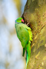 Rose-ringed parakeet. Bird on the tree. Blurred background. Animals in wild nature. Postcard, wallpaper, background.