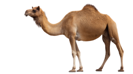 Camel on Isolated Background