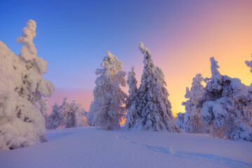 Obraz premium Nature in the north. Snowdrifts with fluffy snow. Winter wonderland. Trees covered with snow. Winter landscape during bright sunrise. Natural landscape. Background, wallpaper, postcards.