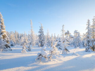 Winter landscape in the forest. Snowdrifts and fluffy snow. Trees covered with snow. Winter wonderland. Scandinavian countries. Landscape in winter time. Background, wallpaper, postcard.
