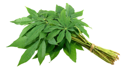 Cassava Leaves Isolated on Black