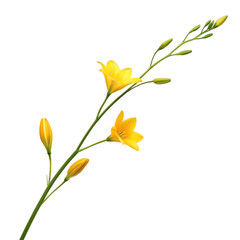 A vibrant yellow flower stem with buds isolated on a black background