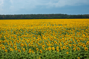 Fototapeta premium A vibrant field of golden sunflowers stretches under a dynamic sky, leading to a distant green forest. A classic summer landscape, symbolizing nature's beauty, agriculture, and abundance.