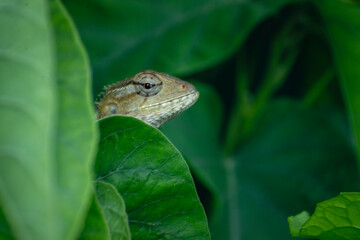 Macro shot of a brown and beige Oriental Garden Lizard or Changeable Lizard peeking out and observing from dense, vibrant green foliage. The focus is on its head and watchful eye