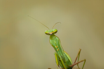 A clean, vertical macro shot capturing the upper body and face of a green praying mantis as it looks upward. The pale, soft-focus background highlights the insect's streamlined structure