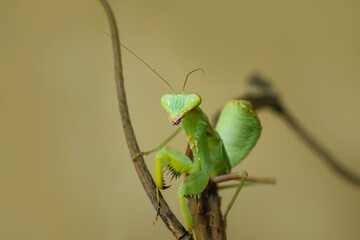 Side-angle macro of a green praying mantis resting precariously on a thin, dry branch or stick. The angle shows its powerful, spiked raptorial forelegs in a classic 'praying' stance against a soft, mu