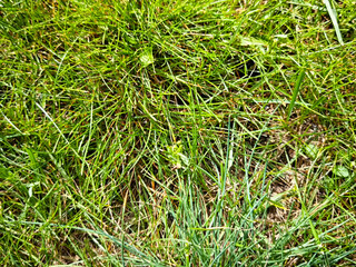 Close-up view of lush green grass with sunlit texture and plenty of open space for text overlay in a natural setting