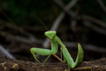 A full-frame macro image of a large green praying mantis standing on textured brown soil or dirt. Its raptorial forelegs and coiled abdomen are visible against a dark, blurred background