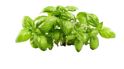 Fresh Basil Plant Isolated