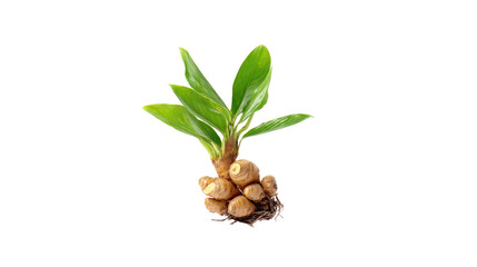 Fresh Galangal Rhizome