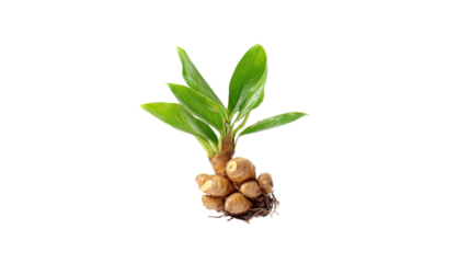 Fresh Galangal Rhizome