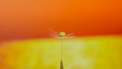a drop of water in the feather of a dandelion on soft background