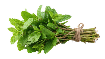 Fresh Mint Bunch Isolated