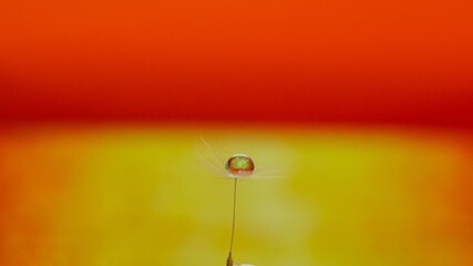 a drop of water in the feather of a dandelion on sunset