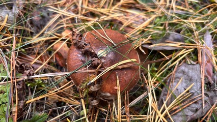 Obraz premium slippery brown mushroom