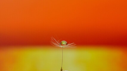 a drop of water in the feather of a dandelion on sunset