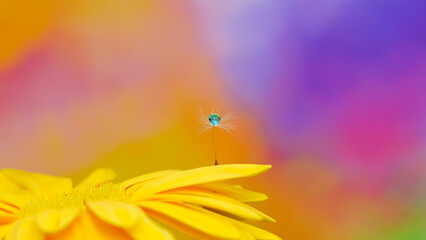 a drop of water in the feather of a dandelion on soft background