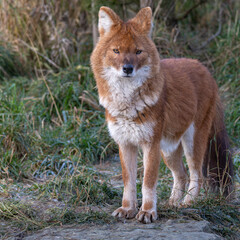 Red Dog or an Asian Wild Dog