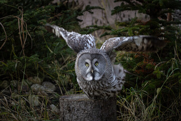 Great Grey Owl (Strix nebulosa) or Lapland Owl