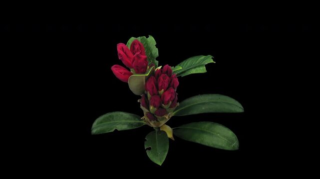 Time lapse of opening red Morgenrot rhododendron (Ericacea family) with ALPHA transparency channel isolated on black background