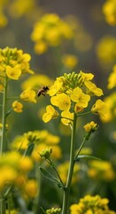 Obraz premium Bright yellow rapeseed flowers on a spring branch are visited by a flying bee performing natural pollination duties under strong sunlight ,fresh ,agriculture ,flying