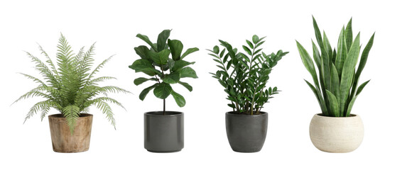 Indoor Potted Plants Arrangement, Modern Home Decor, Isolated White Background, Studio View, Botanical Lifestyle Concept