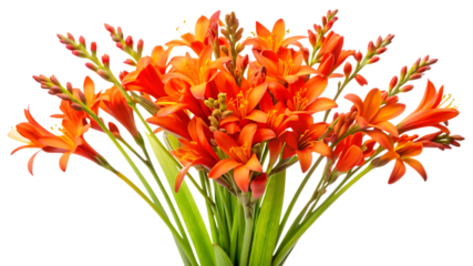 A vibrant bouquet of beautiful orange flowers stands out against a stark black background