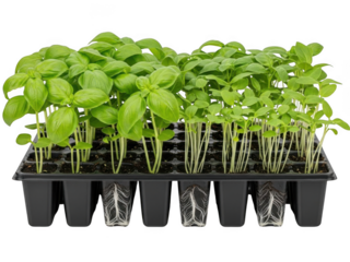 Fresh basil seedlings in a black propagation tray isolated on transparent background
